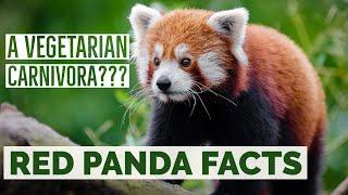 Top 10 Interesting Facts about Red Panda : Red Panda Facts for Kids