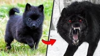 Before & After Animals Growing Up. | Animal Transformation Amazing