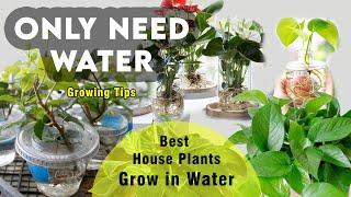 Best 20 Indoor Plants that Only Need Water | houseplants you can grow in water | Water plant details