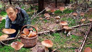 INCREDIBLE GIANT MUSHROOMS! EXTREME MUSHROOM COLLECTION! BIG AND BEAUTIFUL BOLETUS!