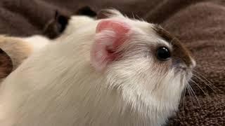 Baby Guinea Pigs Are Cute Cuddle Bugs