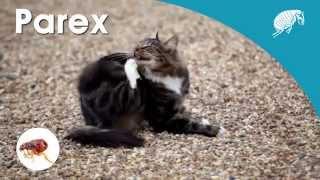 PAREX Flea and Tick Spot On For Dogs and Cats