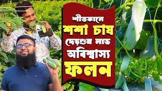 আধুনিক পদ্ধতিতে শশা চাষে অবিশ্বাস্য ফলন- খরচের দেড় গুন লাভ | শসা চাষ পদ্ধতি |  Cucumber Cultivation