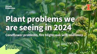 Plant problems we are seeing in 2024 | #GoodGrowing