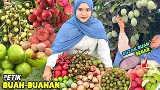 Petik buah-buahan segar | Rujak buah hasil kebun