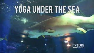 Yoga Under The Sea Sea Life Melbourne Aquarium Big Review TV