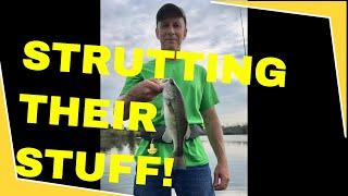 TWIN TROLLER X10 BOAT OWNERS STRUT THEIR STUFF!