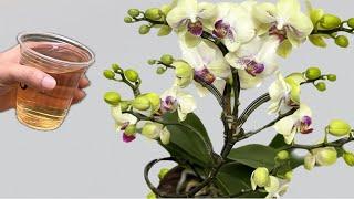 Few people know this easy way! Orchids immediately bloom all year round