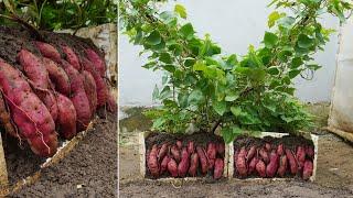 Unbelievable! Grow Sweet Potatoes Twice as Big Using Just a Styrofoam Box!