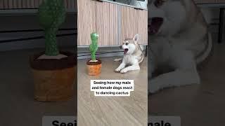 Introducing the Ultimate Dancing Cactus Toy for Kids and Pets!  #shorts #dancingcactus #pets #dogs