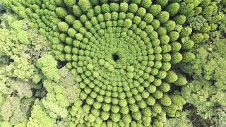 Offbeat Japan: Tree Crop Circles