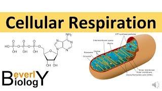 Cellular Respiration (in detail)