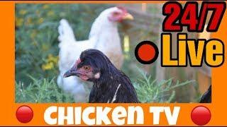  24/7 Chicken Pen Live Channel Stream | Chicken TV