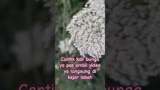 mampir mbah leeebaah ya