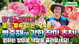 병충해에 강하고, 꽃이 계속 피는 향기 진한 장미 키우기 24종 추천!  티앤랑 장미꽃 색깔을 마음껏 골라보세요.