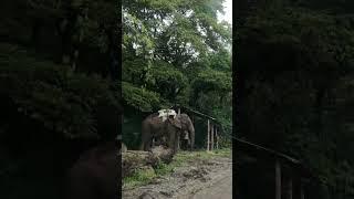 elephant in baratang place #elephants