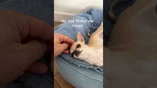 My dog makes me happy #dog #chihuahua
