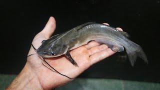 NINGUÉM DA VALOR PRA ESSE PEIXE MAS EU VOU CRIAR ATÉ CRESCER !!!