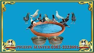 Nuskha Parwaz. How To Increase Pigeon Flying Time. Pigeon Medicine.