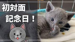 ４月５日はブリーダーさん家で初対面した記念日です【ロシアンブルー】猫