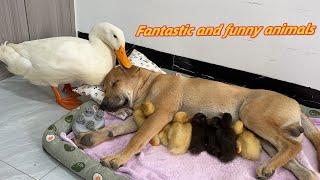 I laughed so hard!The dog took the duckling on a trip.mother duck regained custody of the duckling