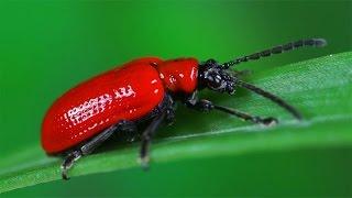 Lilioceris lilii - poskrzypka liliowa - Lilienhähnchen - Scarlet lily beetle