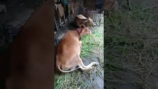 Animal Verse Cow Sleep #cowvideos #cowcows #babyanimal #animals #cowcow #cow