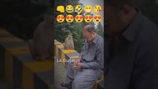 monkey