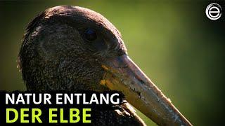 Natur entlang der Elbe – Vom Riesengebirge bis zur Sächsischen Schweiz | Erlebnis Erde