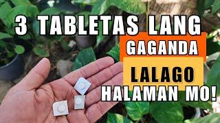 USE THIS TO YOUR PLANTS | EFFECTIVE TIPS PAMPALAGO AT PAMPALAKI NG HALAMAN!