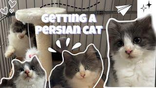 Getting a persian cat | shopee accessories haul | philippines 