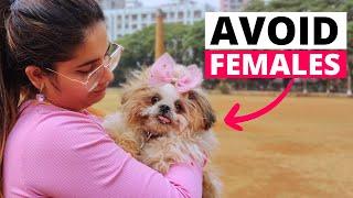 Reasons Why You Should NOT Get A FEMALE Shih Tzu!