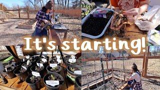 Building More Garden Boxes & Potting Up My Seedlings! | garden vlog