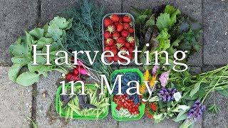 Harvesting in May