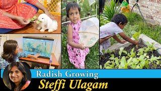 How to grow Radish in Tamil | Harvesting Kovakkai (Ivy Gourd) |  Fish Tank Update