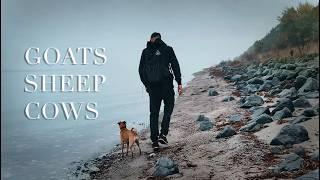 Silent Solo Hiking with My Dog in Geltinger Birk – Foggy Day!