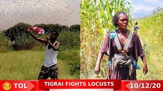 Tigrai Online Ethiopian news today  October  12/2020 | The fight against locusts continues in Tigrai