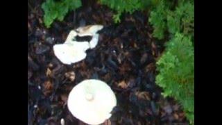 Mushrooms growing where i live