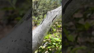 Tent Caterpillars on Horton Creek