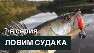 Ловил щуку - поймал судака/Первый в жизни судак/ЧЕШУЯ МОЯ.