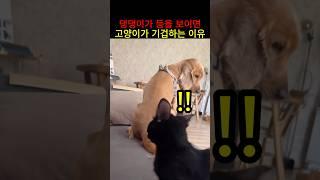 댕댕이가 등을 보이면 고양이가 기겁하는 이유