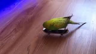 #cute#funny#parrots#lovely#perdoscope tv