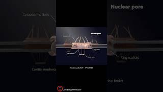 What Is Nuclear Pore Complex !? #cytology