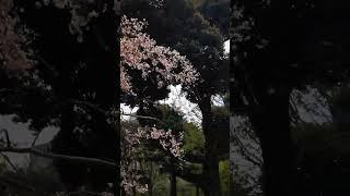 风中的樱花 横滨 - Sakura in the wind at Yokohama