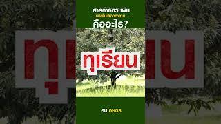 สารกำจัดวัชพืชชนิดไม่เลือกทำลายคืออะไร? #ฅนเกษตร #ยาฆ่าหญ้า #ยาฆ่าหญ้าไม่เลือกทำลาย #กลูโฟซิเนต