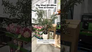 Instant Elegance! CG Hunter 8’ Faux Olive Tree at Costco Looks So Real!