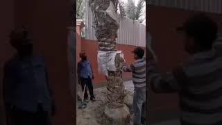 الترقيد الهوائي للنخله 