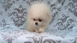 For sale mini puppy Pomeranian white-cream color