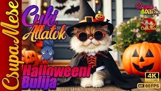 CSUPADILI -  Cuki állatok Halloweeni bulija