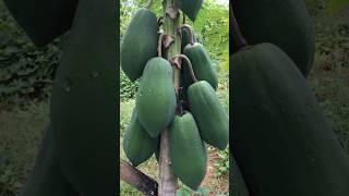 Papayas Fruit #shorts #satisfying #trending